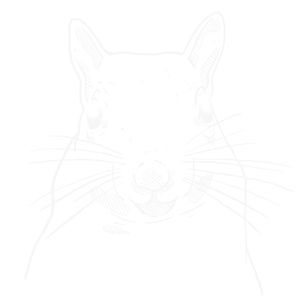 squirrel line drawing
