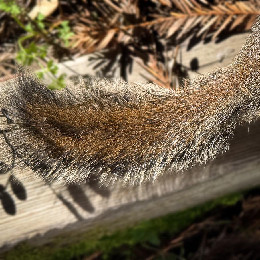 Douglas Squirrel tail, shorter and dark with pale edges