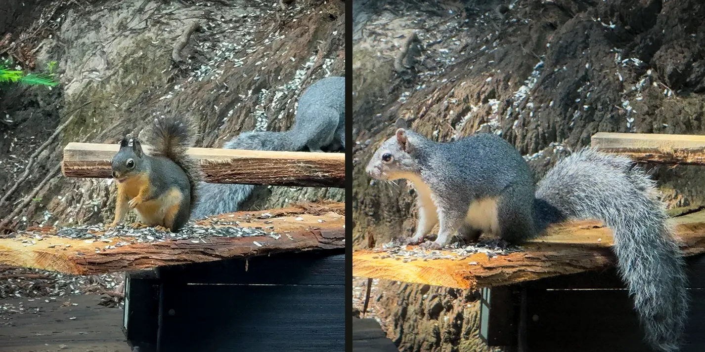 Side-by-side photos of a Douglas Squirrel and a Western Gray Squirrel on the same wooden feeder, showing the Douglas at about half the size