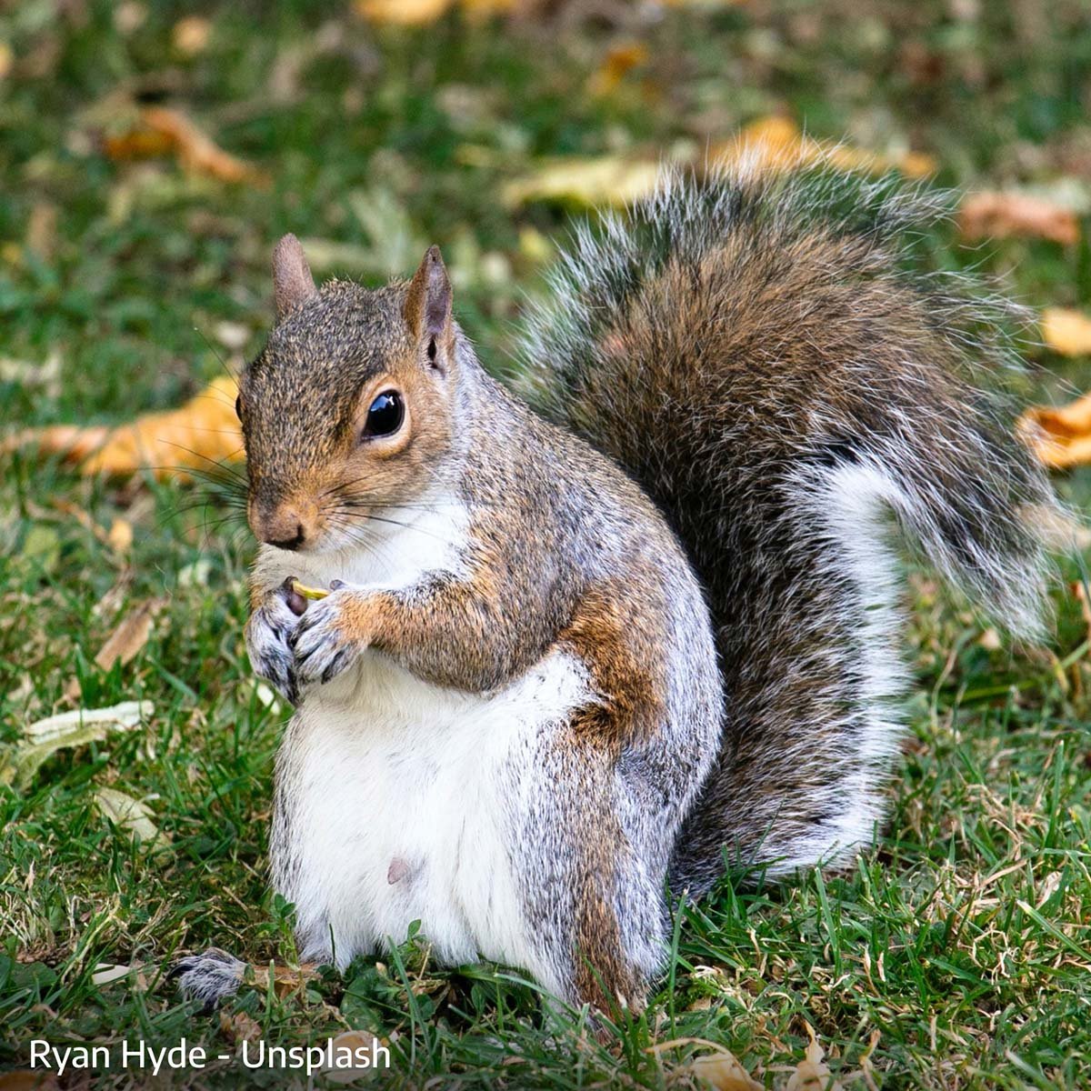 Eastern Gray Squirrel sitting upright with a white belly and warm brown flanks