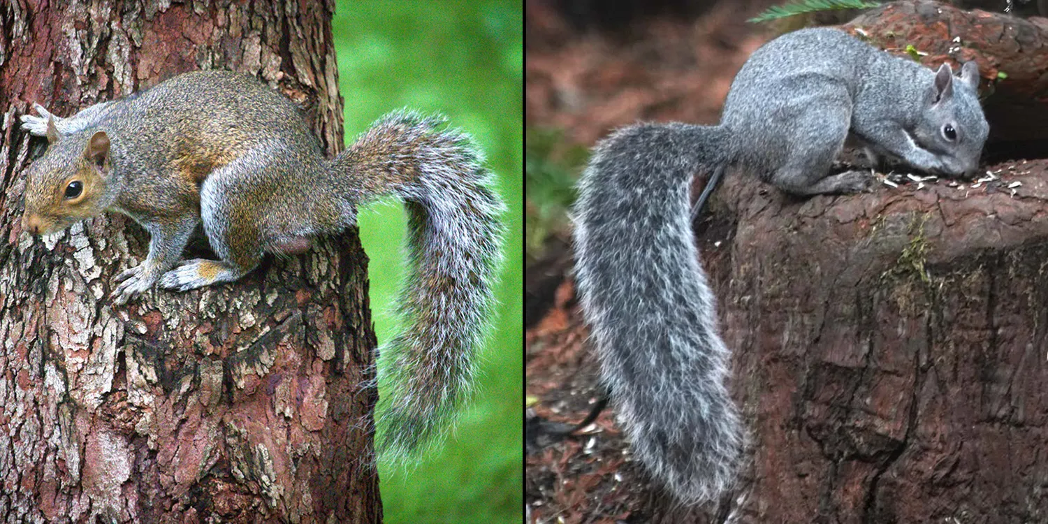 Side-by-side comparison: Eastern Gray Squirrel with warm brown tones and a thinner tail, and Western Gray Squirrel with a solid silver coat and a large feathery tail