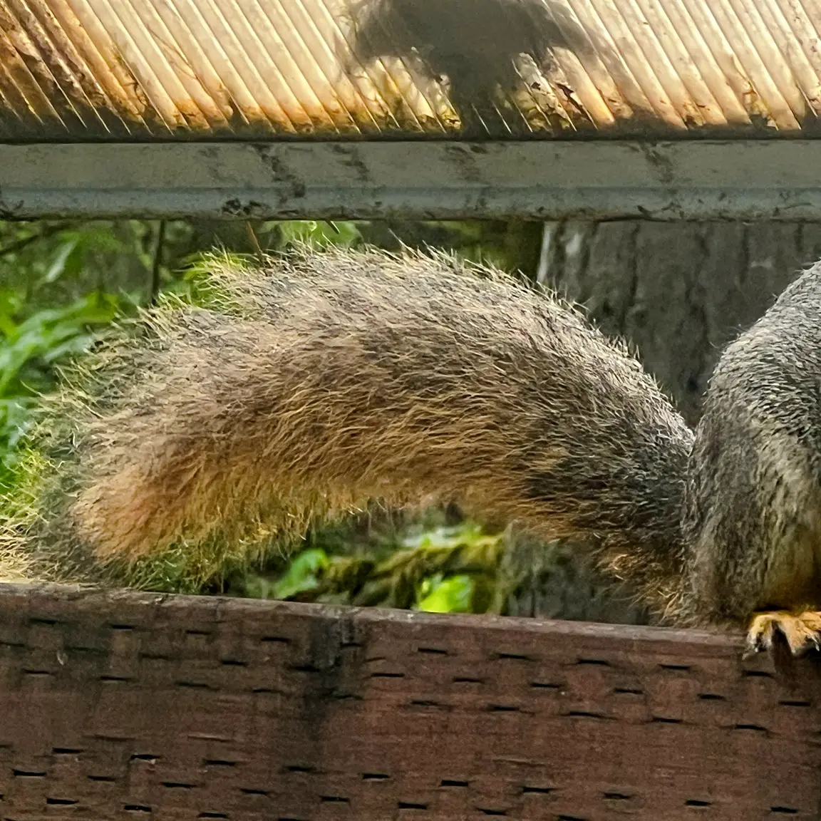 Fox Squirrel tail filling the frame — thick and bushy, rusty orange with dark banding