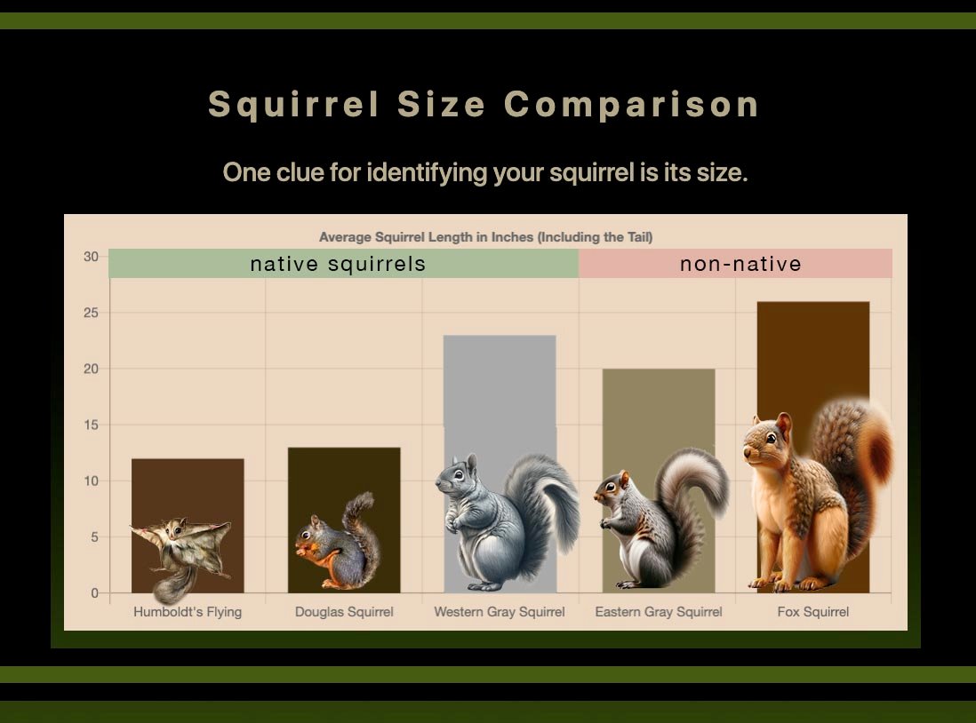 Bar chart comparing average total length in inches: Humboldt's Flying Squirrel about 12, Douglas about 13, Western Gray about 23, Eastern Gray about 20, Fox Squirrel about 26