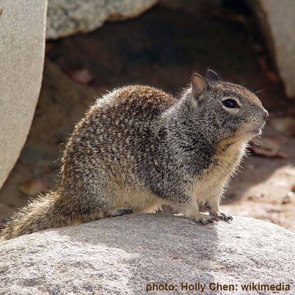 California Ground Squirrel