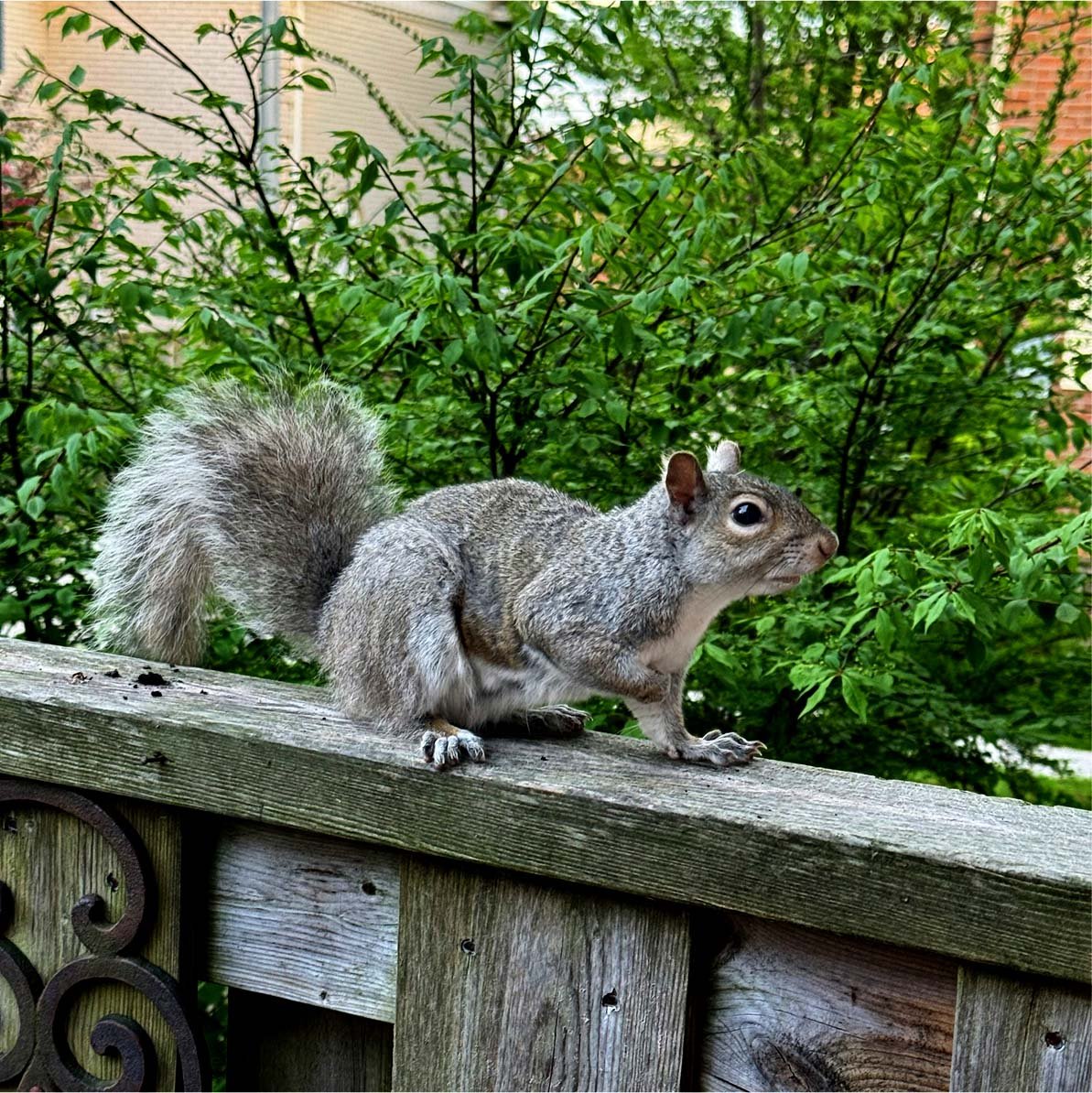 Scruffy Eastern Gray squirrel