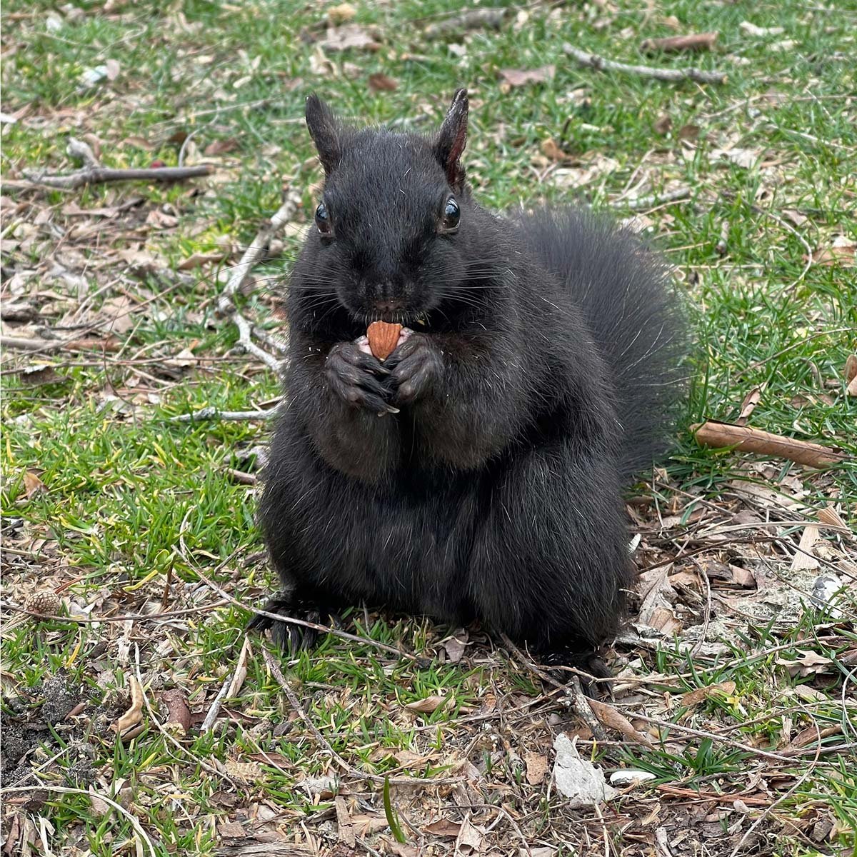 Melanistic Eastern Gray Squirrel — all-black color form caused by MC1R gene variant