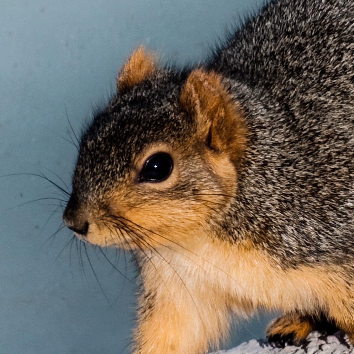 Fox Squirrel head close-up with warm rusty face tones and a less distinct eye ring