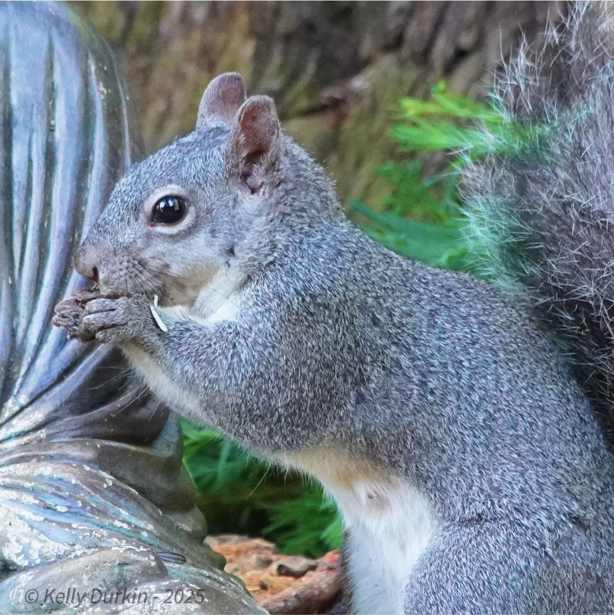 Western Gray squirrel head close-up