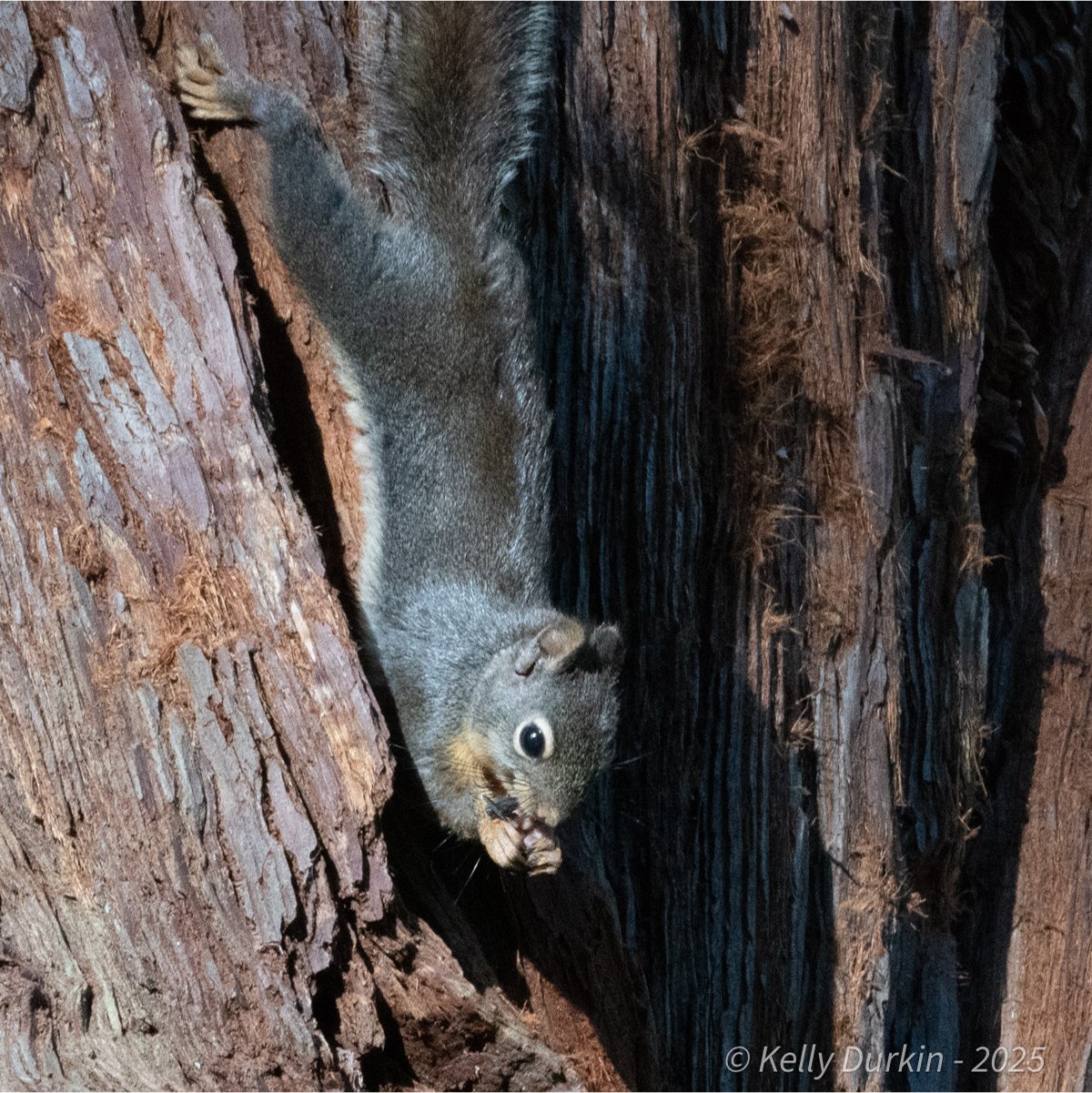Douglas squirrel perching