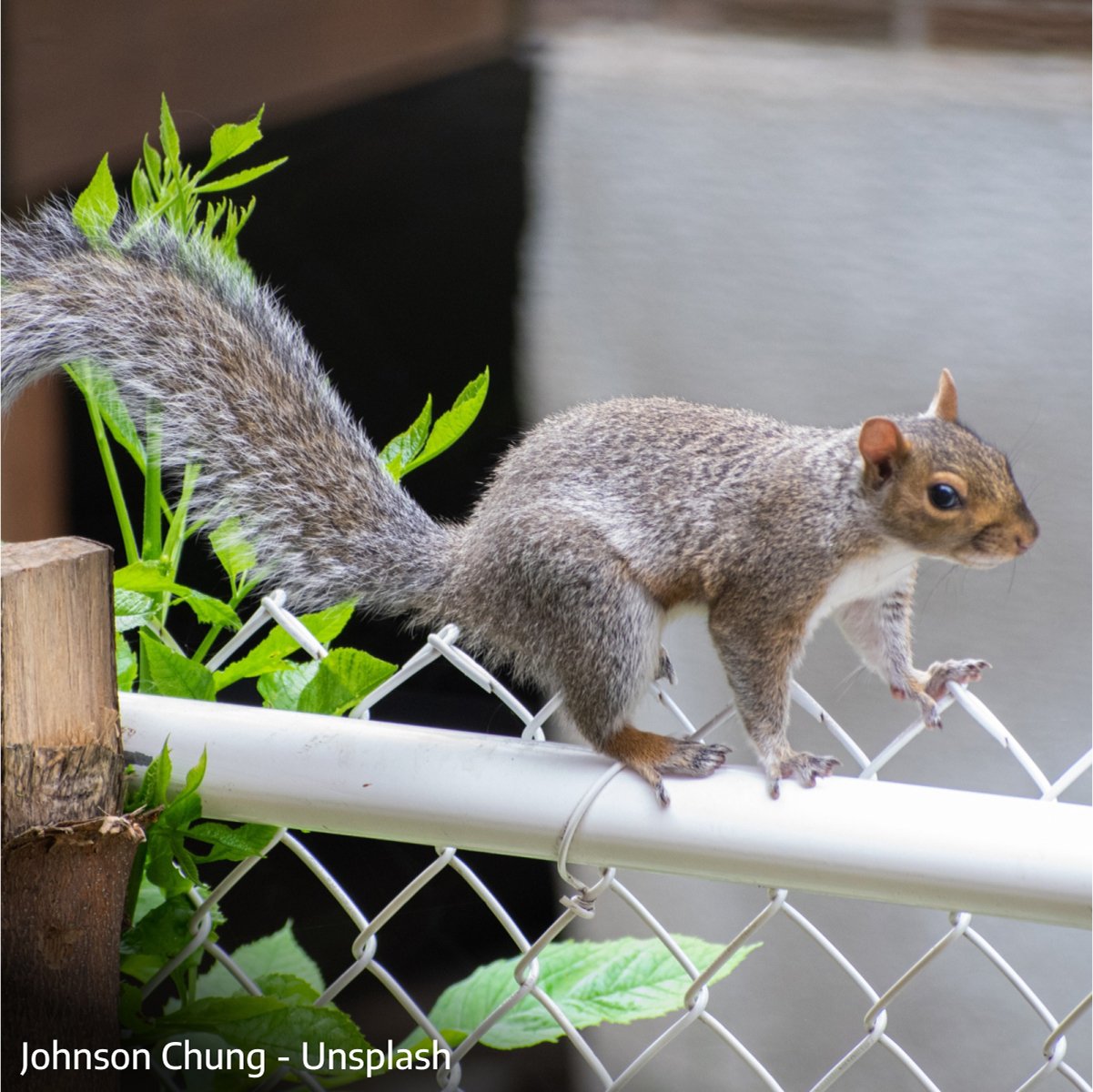Eastern Gray squirrel walking