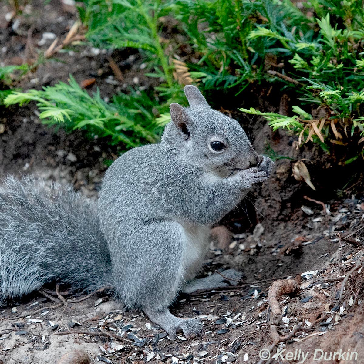 Western Gray squirrel sitting and eating