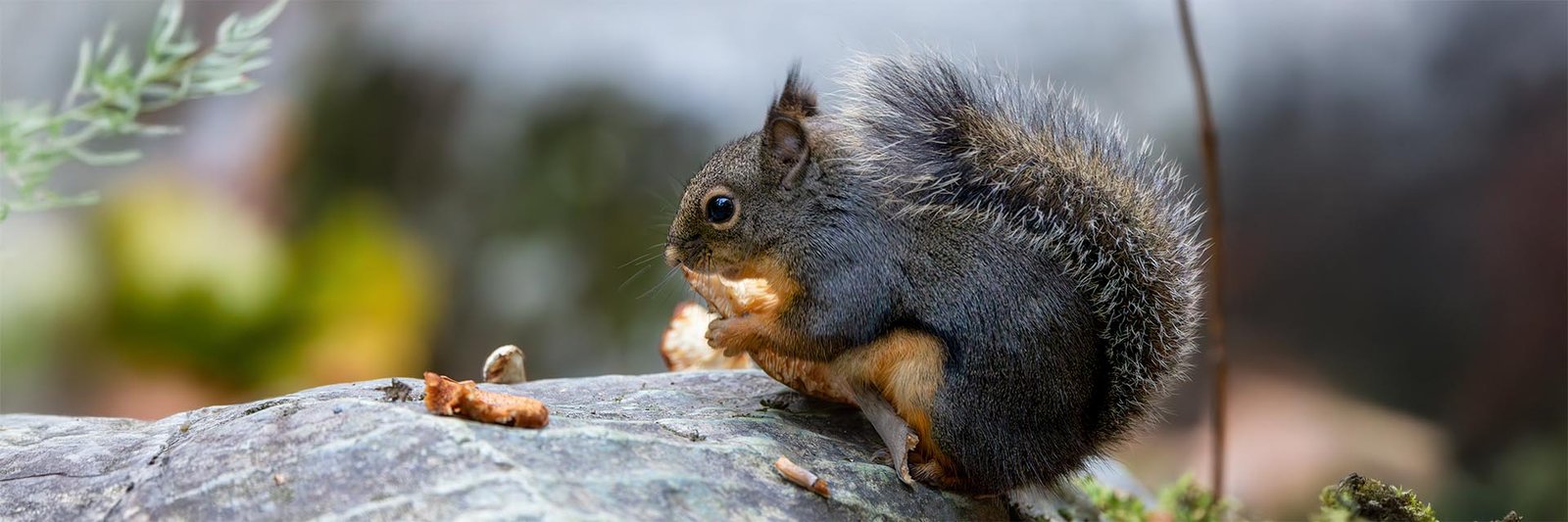 Douglas Squirrel