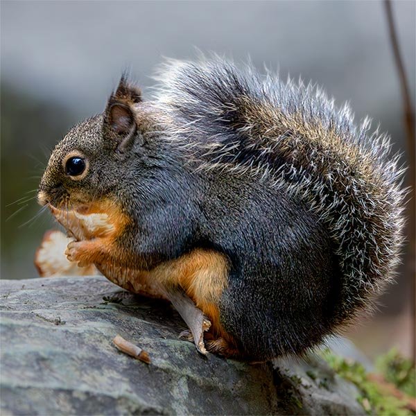 Douglas squirrel holding a mushroom
