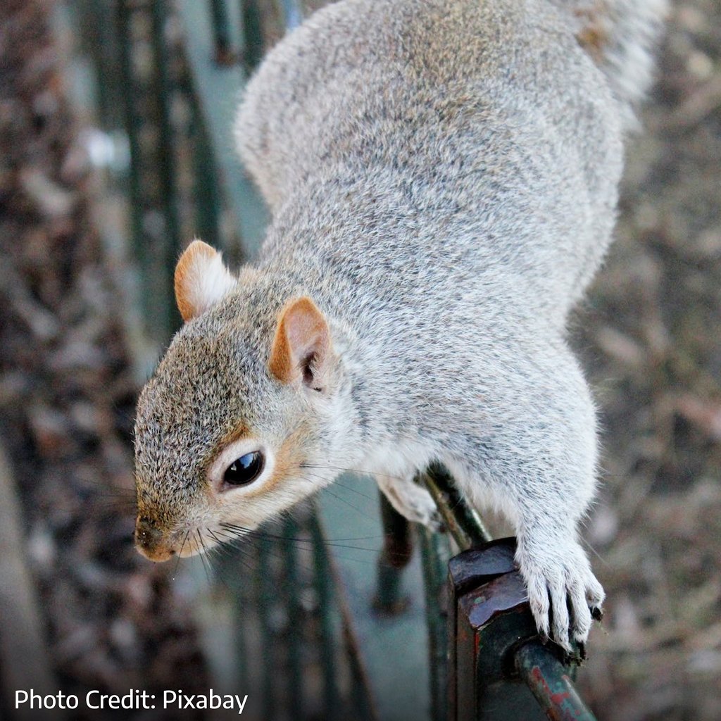 Eastern gray looking down