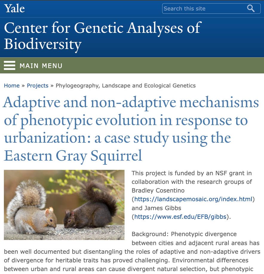 Melanistic Eastern Gray squirrel—Yale project image