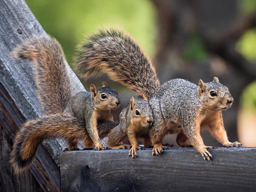Fox squirrels in a tree — California's introduced urban squirrels