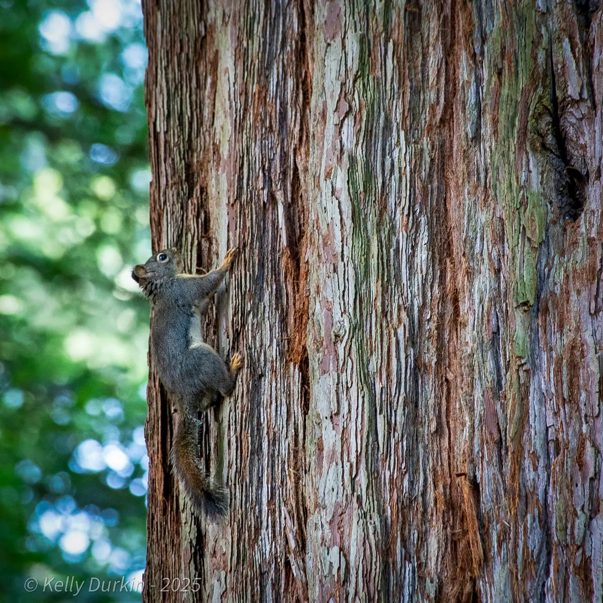 Douglas Squirrel eating, showing its small size compared to other California tree squirrels