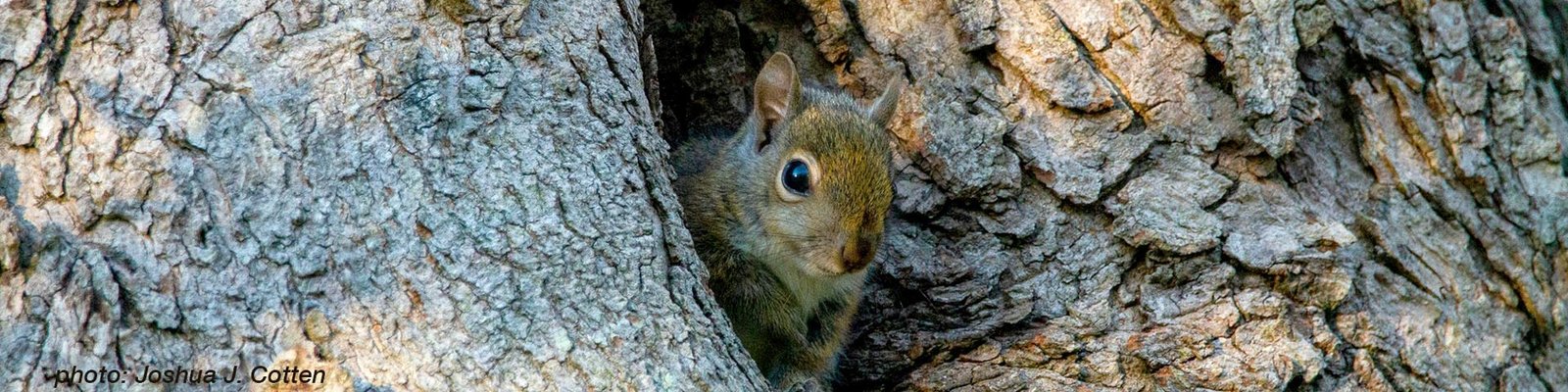 eastern gray in tree nest