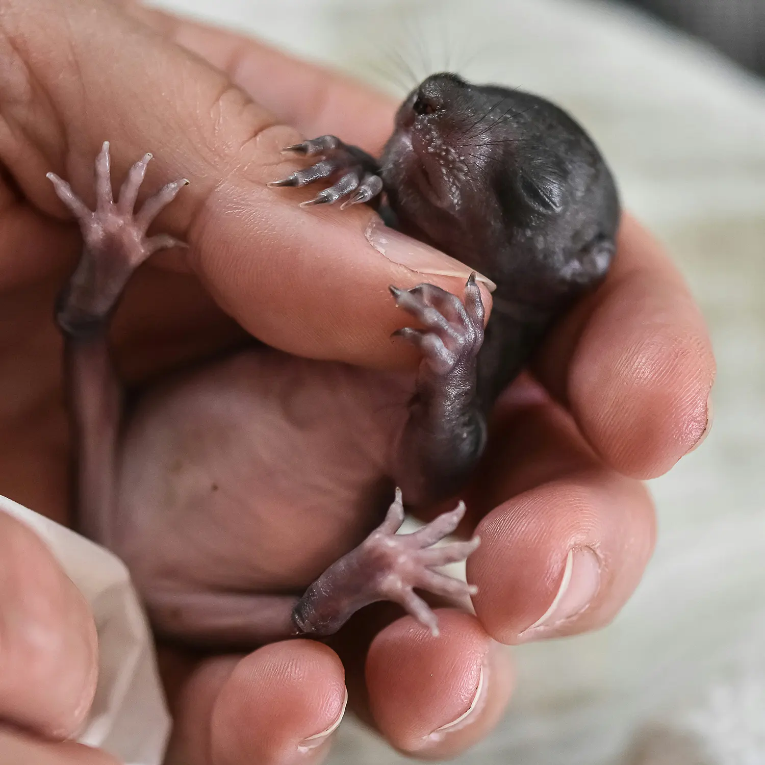 A newborn squirrel with eyes still closed, cradled in a person's hand