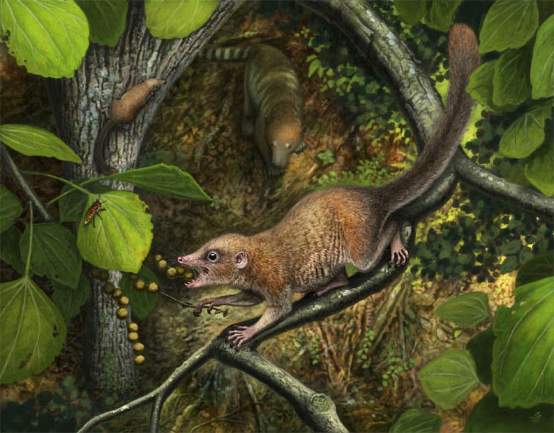 Illustration of a shrew-like mammal by Andrey Atuchin