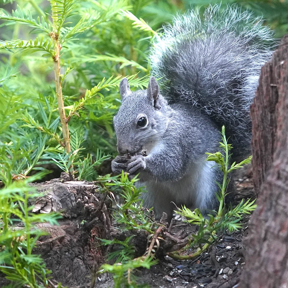 Western gray squirrel in redwood sprouts