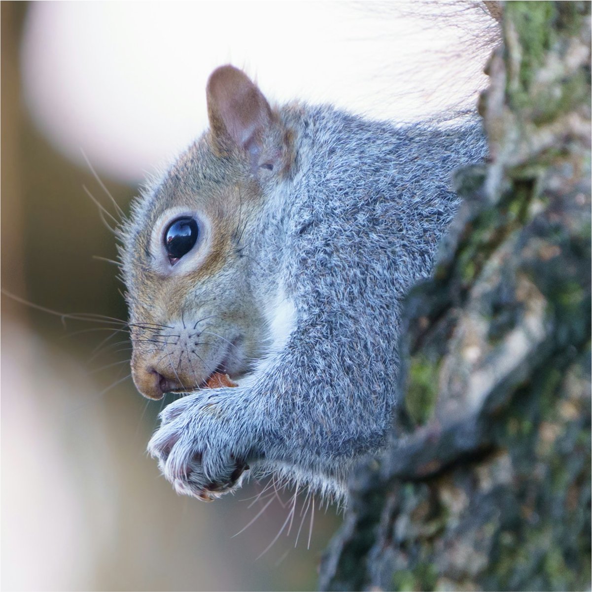 Eastern Gray Squirrel face showing brown and rufous fur around the eyes