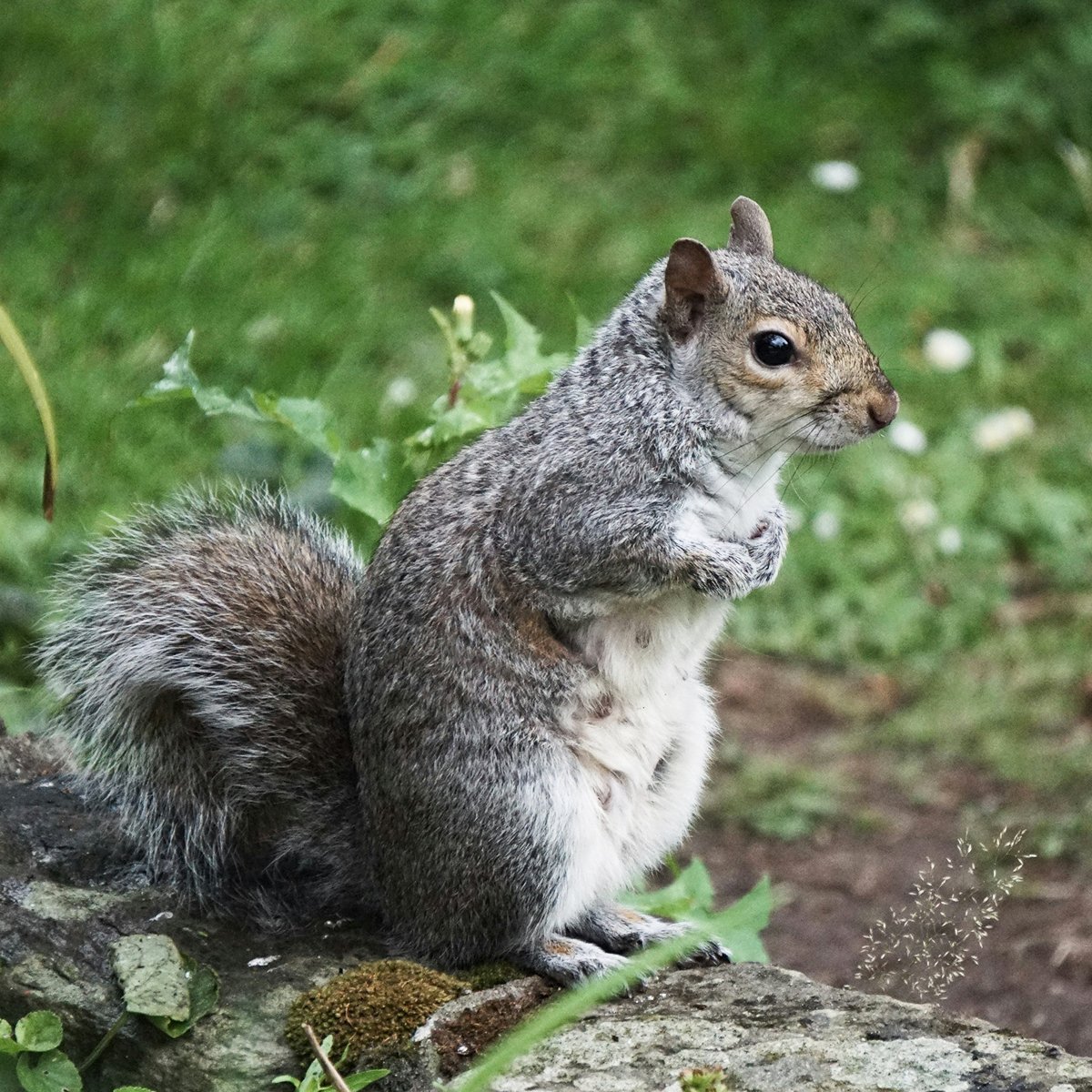 Eastern Gray Squirrel showing its mottled, grizzled gray coat