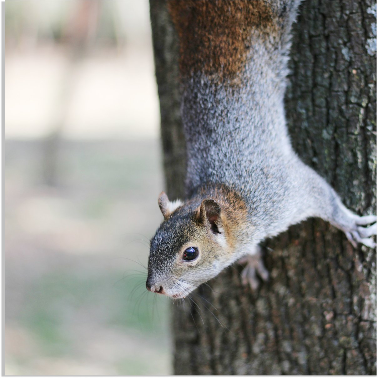 Eastern Gray Squirrel perching, showing its shorter, more rounded tail