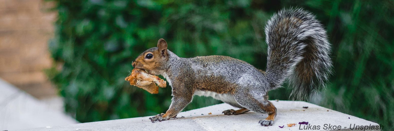 Eastern Gray Squirrel holding food, showing its mottled gray coat and rounded tail