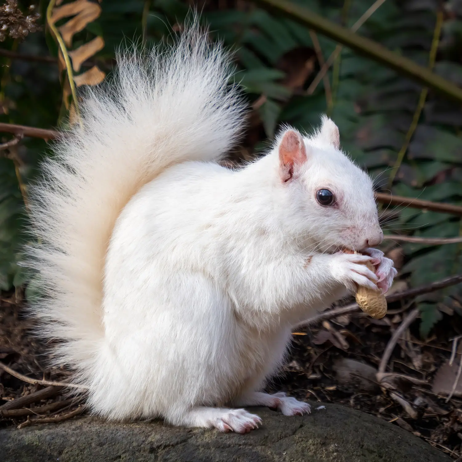 Leucistic Eastern Gray Squirrel — white coat with dark eyes, not a true albino