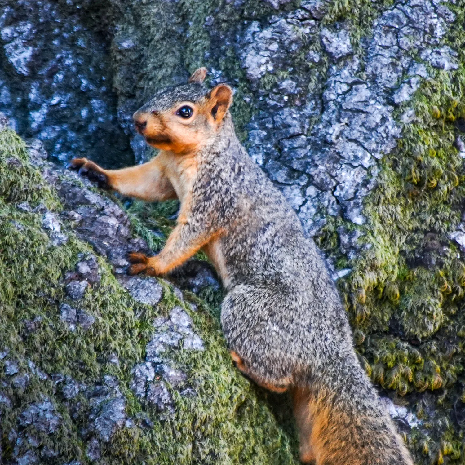 Fox Squirrel face showing blocky head and shorter muzzle