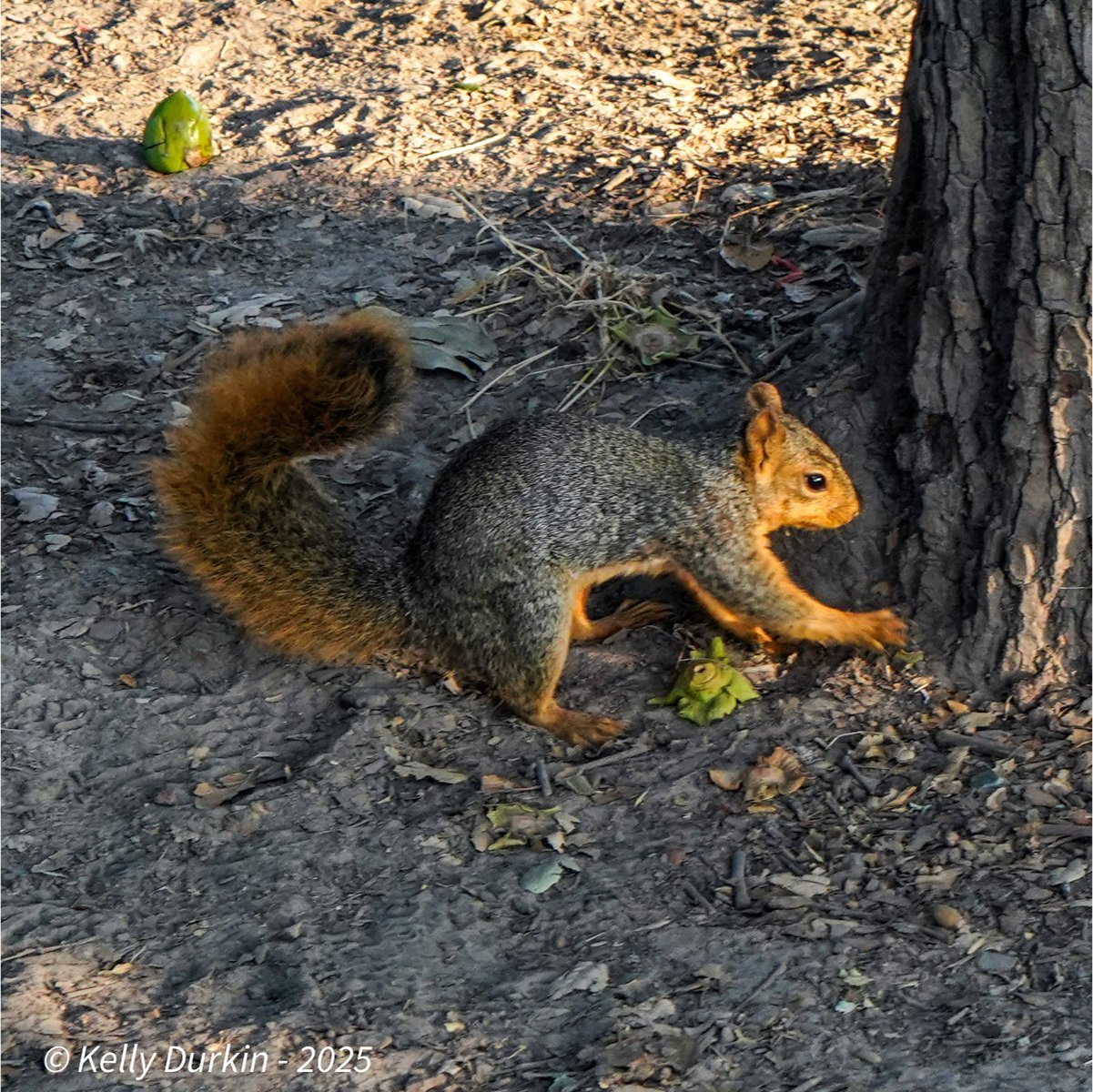 Fox Squirrel showing warm orange-yellow belly — never white