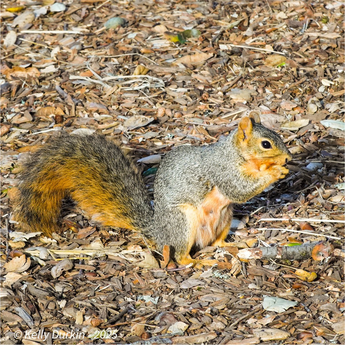 Fox Squirrel tail — broadly rusty orange with dark banding