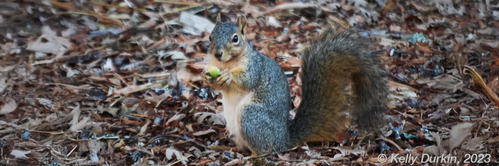 Fox Squirrel on a branch, showing grizzled salt-and-pepper back and vivid rusty orange tail