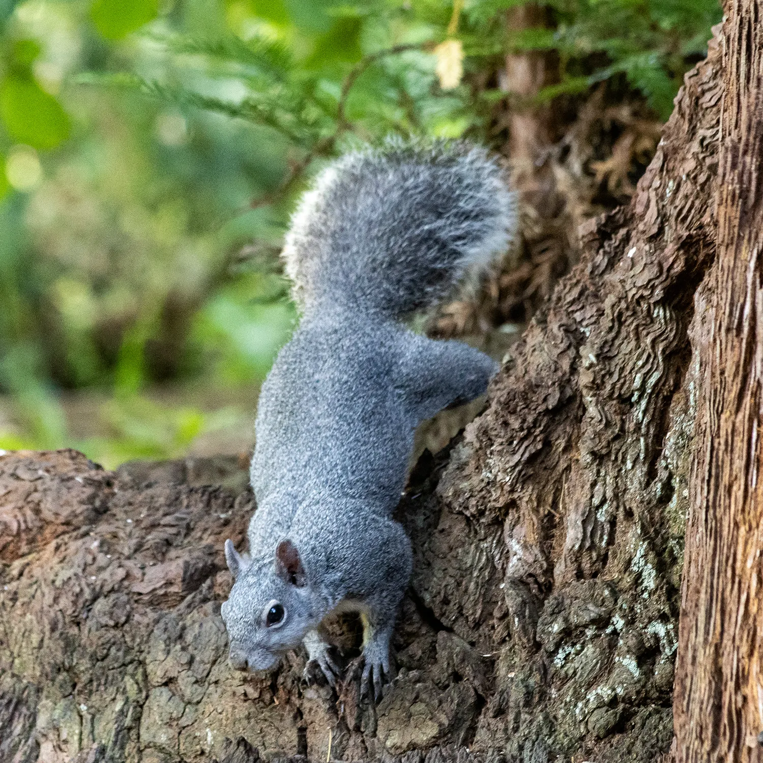 A Western Gray Squirrel clinging head-down to redwood bark