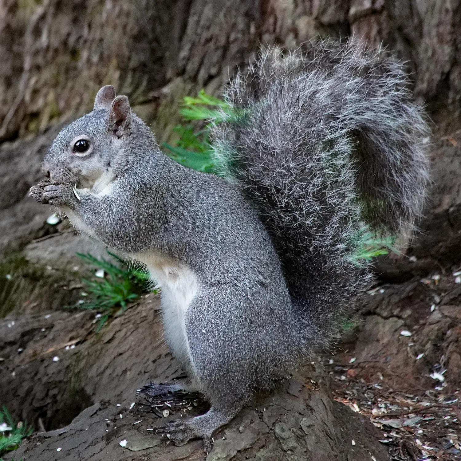 Western Gray Squirrel's full feathery tail raised upward, showing frosted silver-gray edges