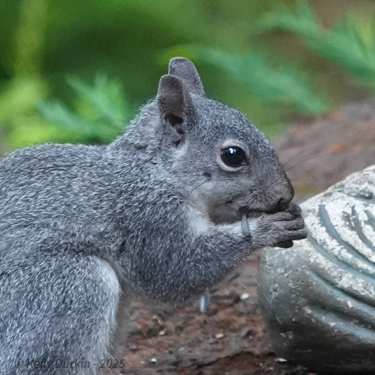 Close-up of a Western Gray Squirrel's face showing no brown or rufous fur around the eyes