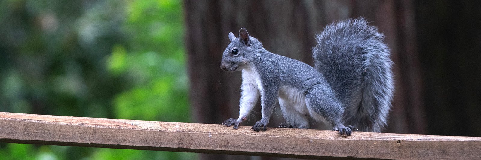Western Gray Squirrel on a wooden ramp, showing its full silver-gray coat and feathery tail