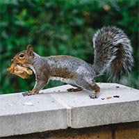eastern gray squirrel