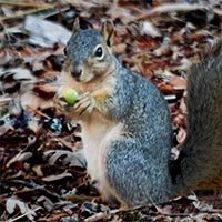 Fox squirrel