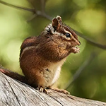 chipmunk