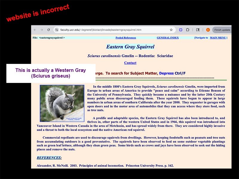 Screenshot of UC Riverside page using a Western Gray photo to represent Eastern Gray