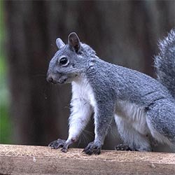 western gray squirrel